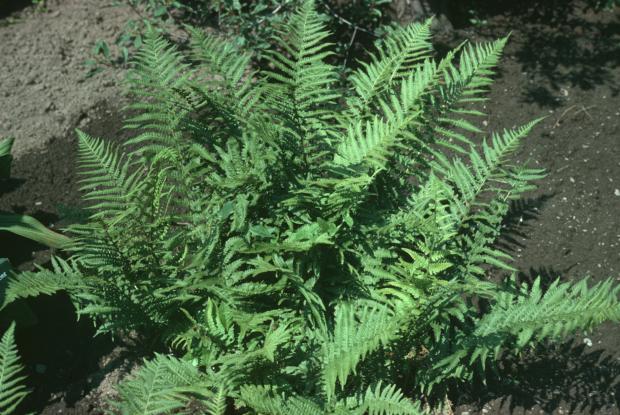 Dryopteris filix-mas.