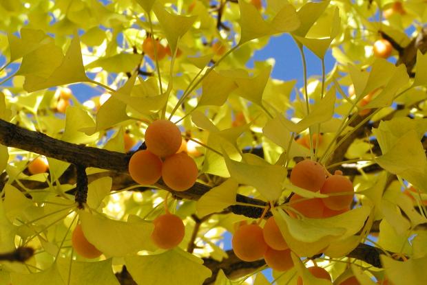 Ginkgo biloba.