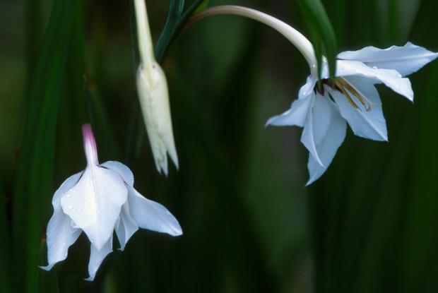Gladiolus callianthus