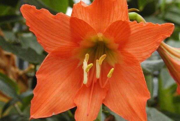 Hippeastrum puniceum
