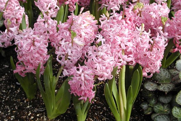 Hyacinthus orientalis.