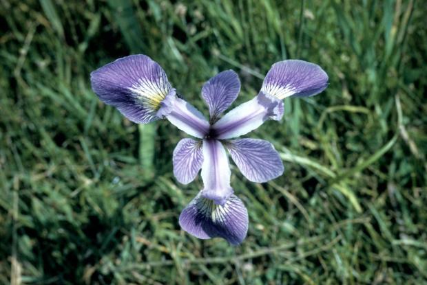 Iris versicolor.