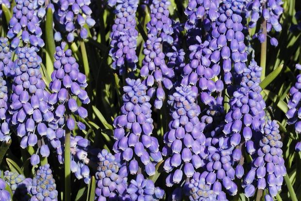 Muscari armeniacum.