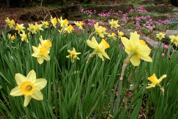 Narcissus cv.
