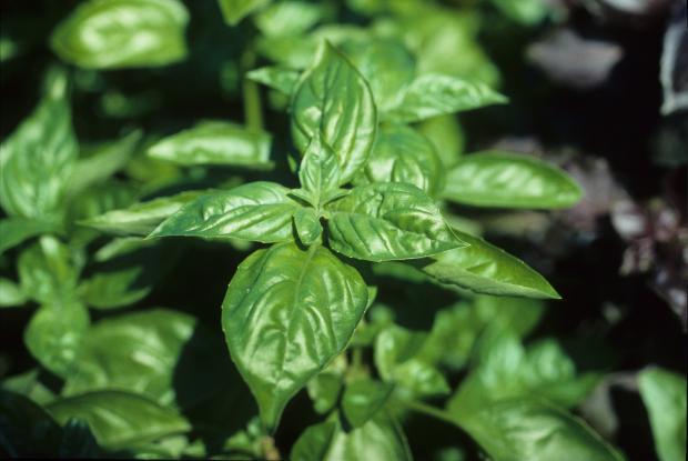 Ocimum basilicum.