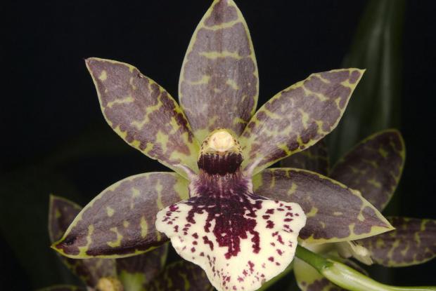 Propetalum Lise Gobeille 'Merci Doctor Ben'.