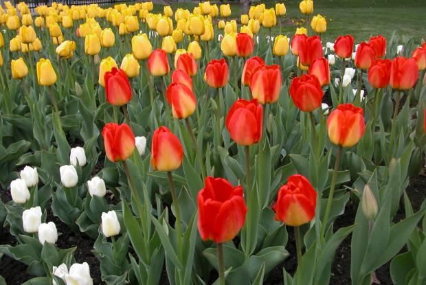 Tulipa sp.