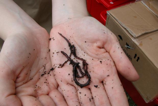 Vermicompostage.