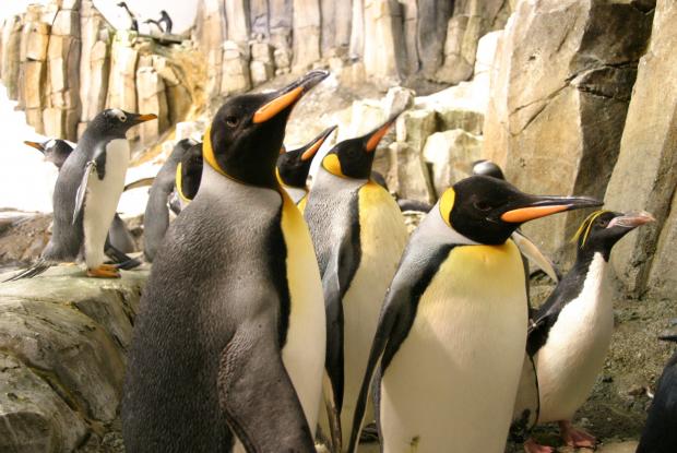Manchots royals (Aptenodytes patagonica).