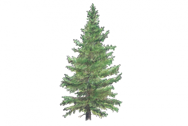 Abies balsamea