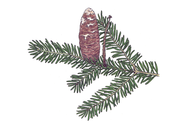 Abies balsamea