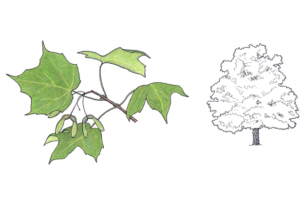 Acer nigrum