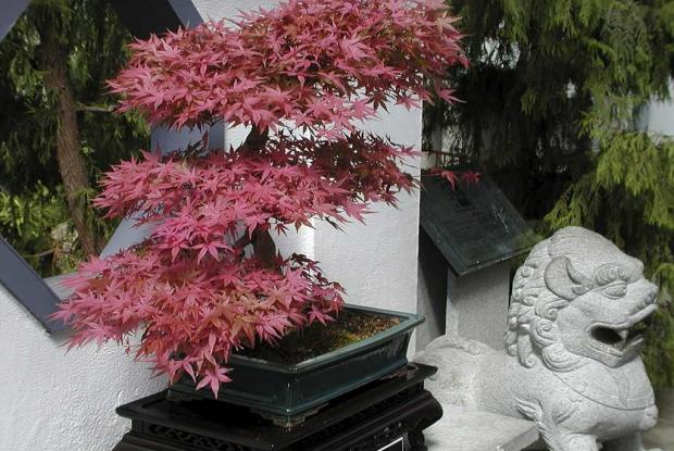 Acer palmatum
