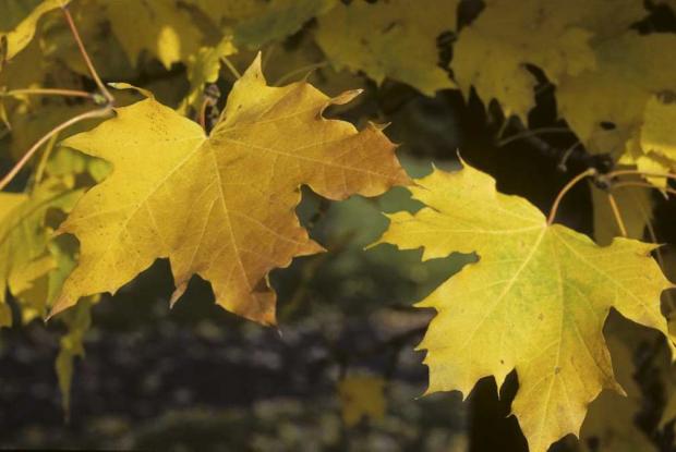 Acer platanoides 'Columnare'