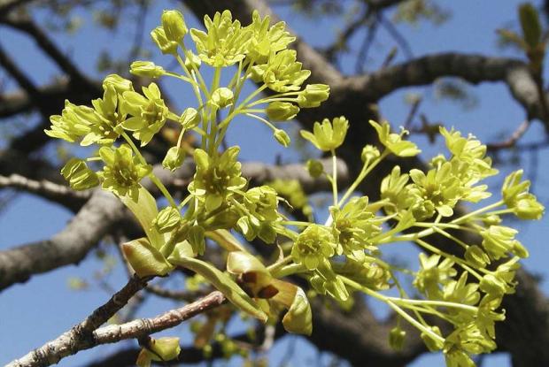 Acer platanoides 'Columnare'
