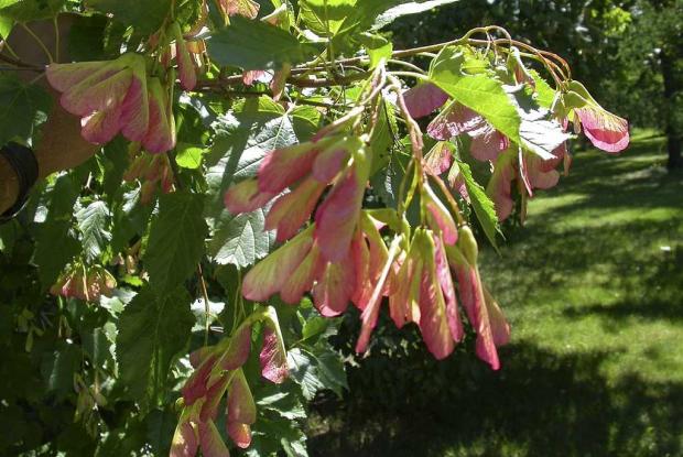 Érable de l'amour Acer tataricum ssp. ginnala
