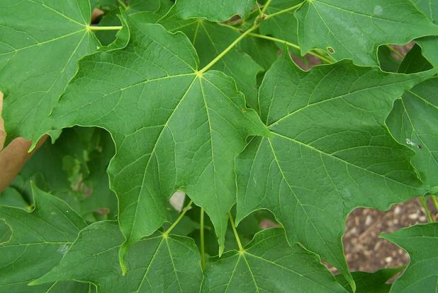 Acer saccharum