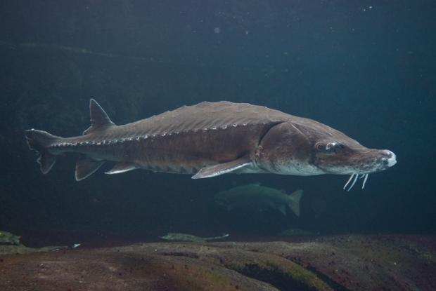 Acipenser oxyrinchus