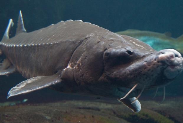 Acipenser oxyrinchus