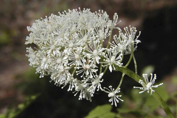 Actaea sp.