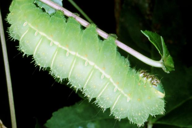 Luna moth, caterpillar Actias luna, Québec, Canada.