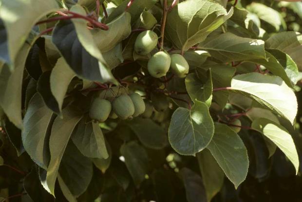 Actinidia arguta