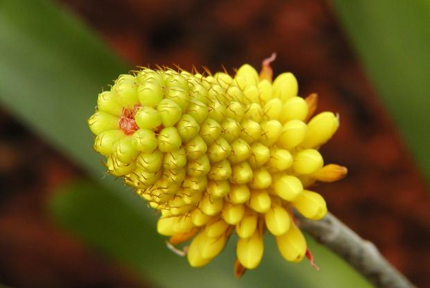 Aechmea calyculata.