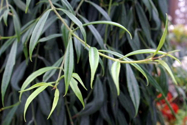 Aeschynanthus parasiticus