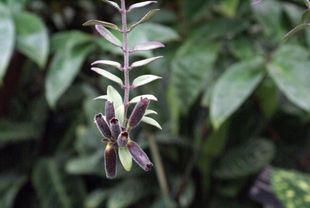 Aeschynanthus sp.