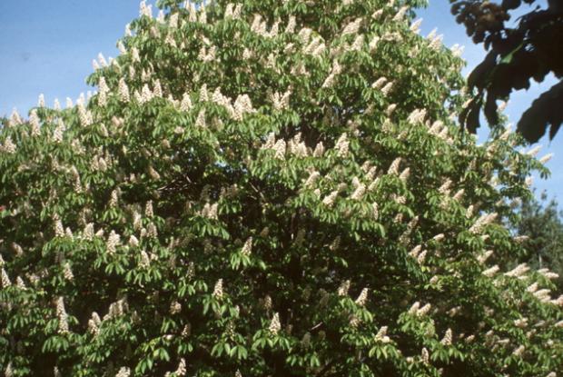 Aesculus hippocastanum 'Memmingeri'.