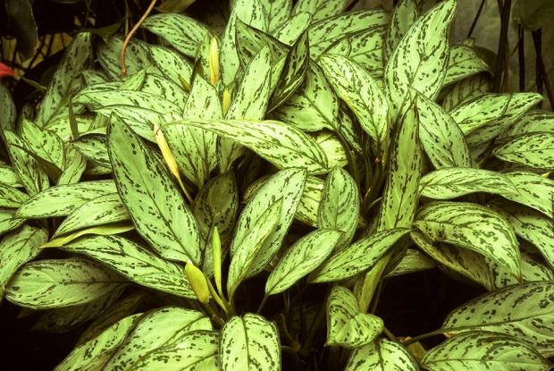 Aglaonema nitidum 'Silver King'