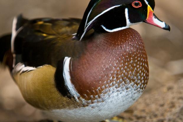 Wood duck - male (Aix sponsa)