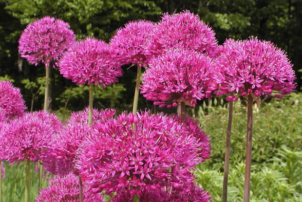 Allium hollandicum 'Purple Sensation'