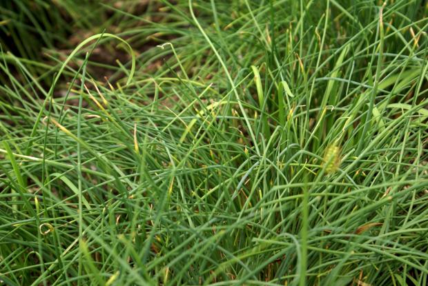 Allium schoenoprasum