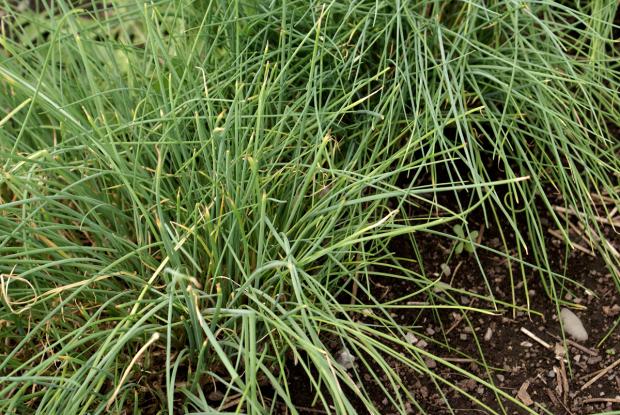 Allium schoenoprasum