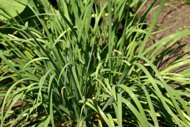 Allium tuberosum