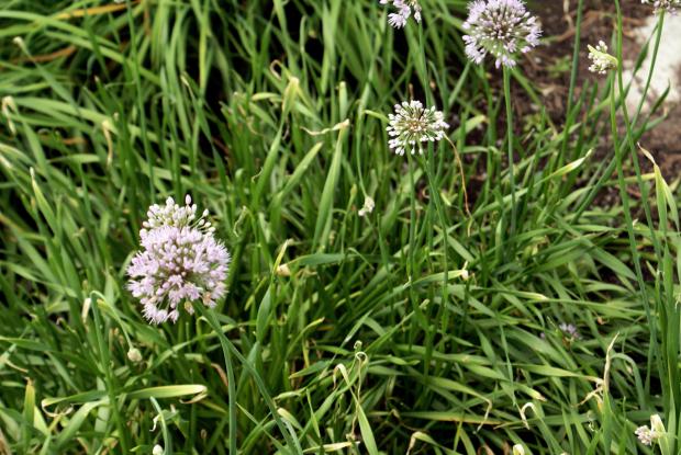 Allium tuberosum 'Mauve'
