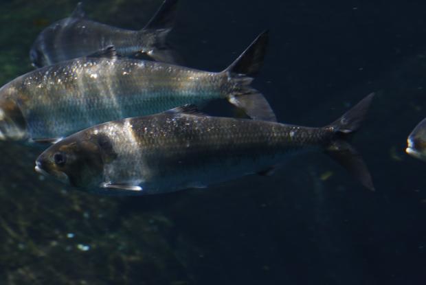 American shads (Alosa sapidissima)