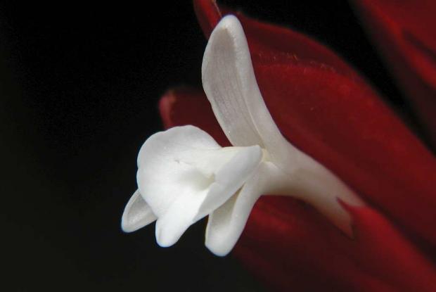 Alpinia purpurata