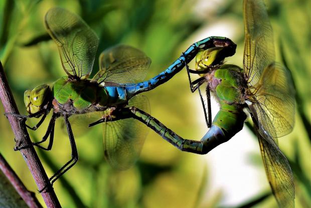 Anax junius.