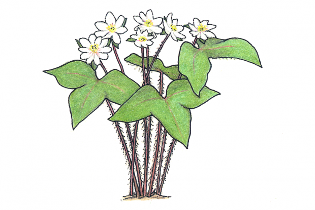 Anemone acutiloba (anc.: Hepatica acutiloba)