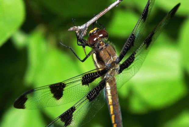 Anisoptera