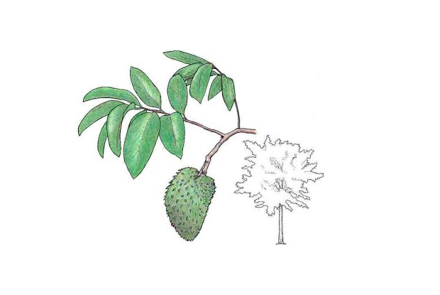 Annona muricata L.