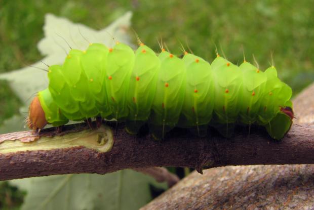Antheraea polyphemus, Québec, Canada.