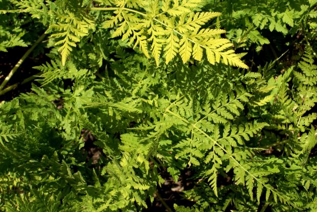Anthriscus cerefolium