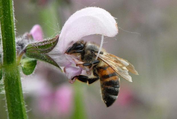 Apis mellifera