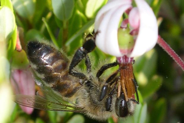 Apis mellifera, Québec, Canada.