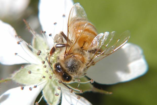 Hymenoptera, Apidae, Québec, Canada.