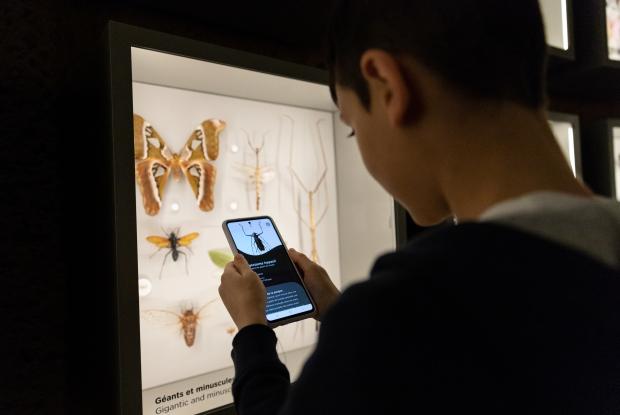 Un garçon utilise son téléphone pour identifier un insecte.