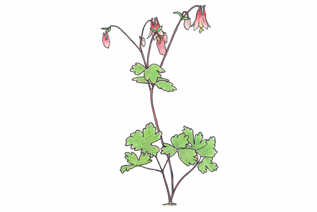 Aquilegia canadensis
